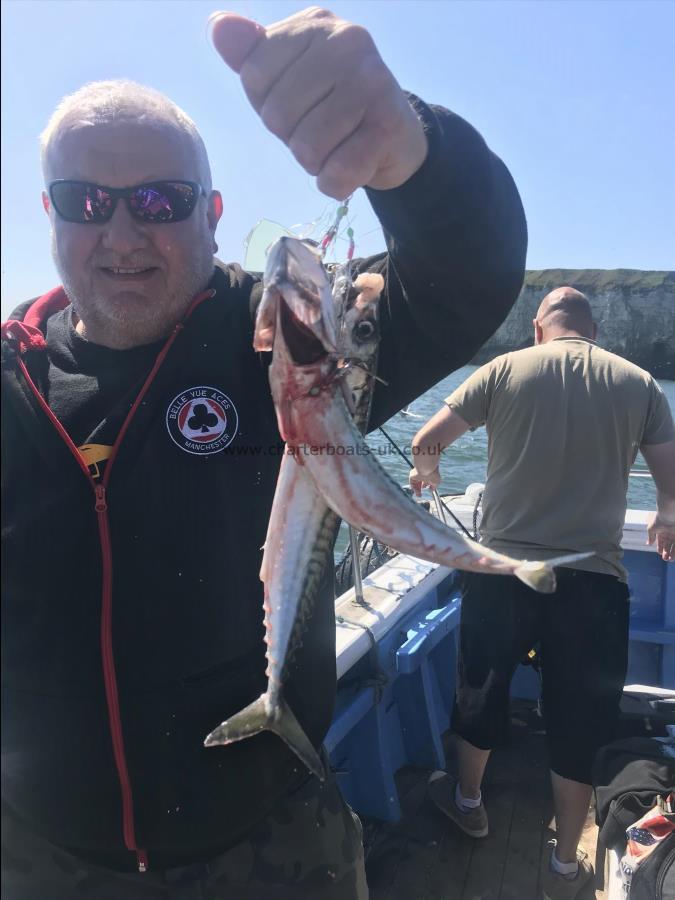 1 lb Mackerel by Unsure