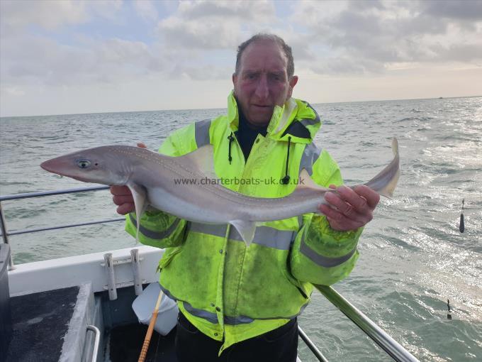 6 lb 8 oz Starry Smooth-hound by Bob Marshall