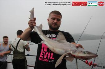 6 lb Starry Smooth-hound by Aran