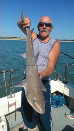 16 lb Starry Smooth-hound by Dave Marsh