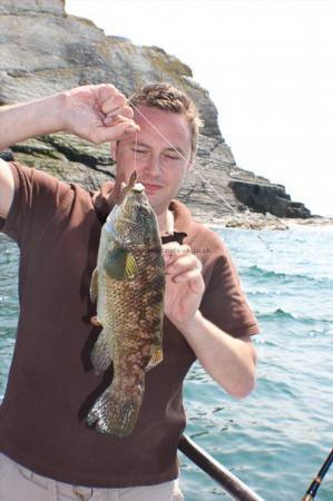 2 lb Ballan Wrasse by Luke