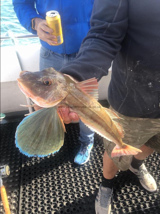 2 lb Tub Gurnard by Unknown