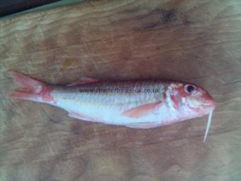 12 oz Red Mullet by unknown