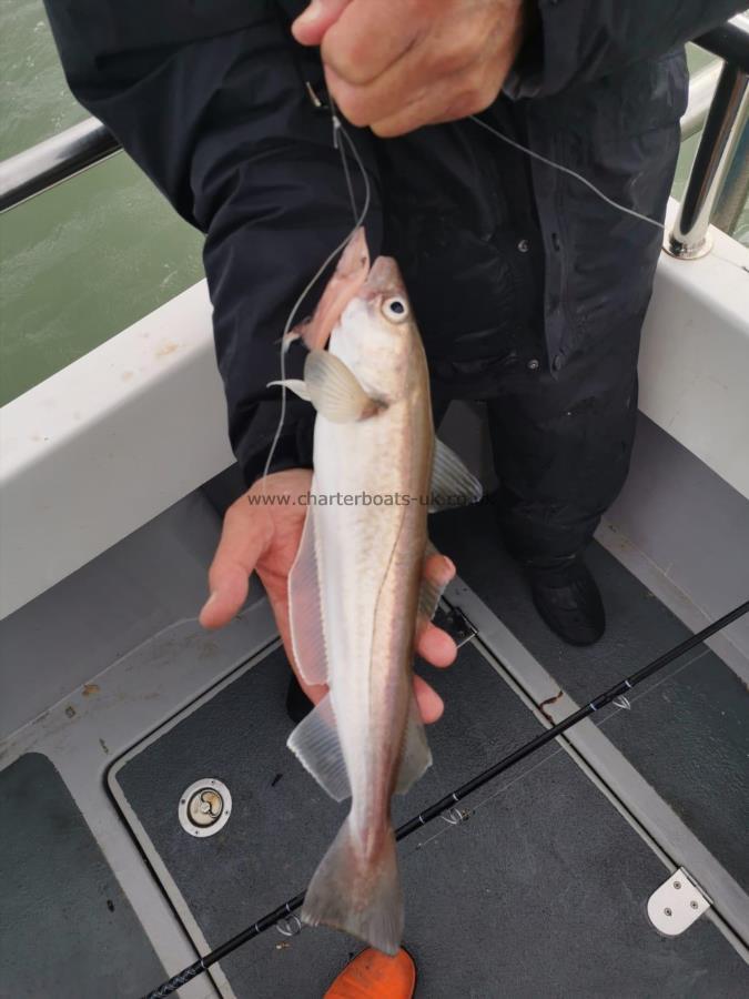 2 lb Whiting by Adrian