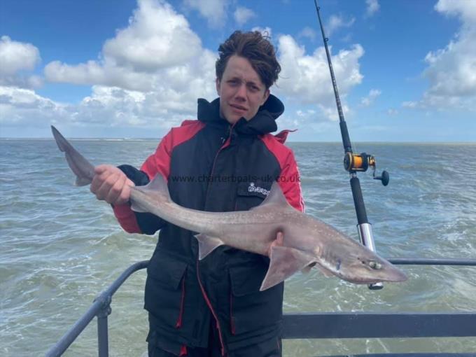 6 lb Smooth-hound by Unknown
