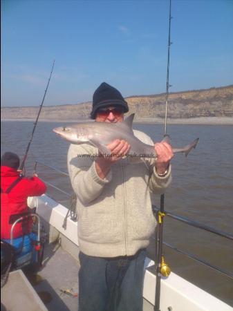 8 lb 8 oz Smooth-hound (Common) by dai collier