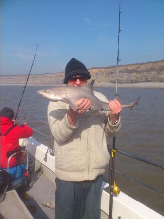 8 lb 8 oz Smooth-hound by dai collier