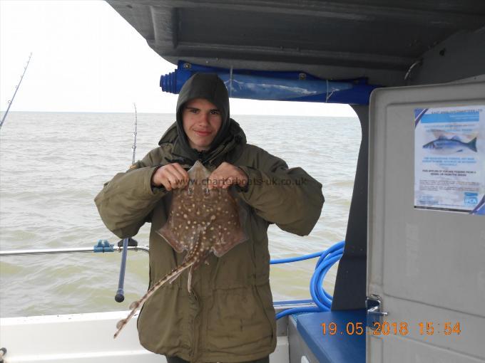 4 lb Thornback Ray by owen