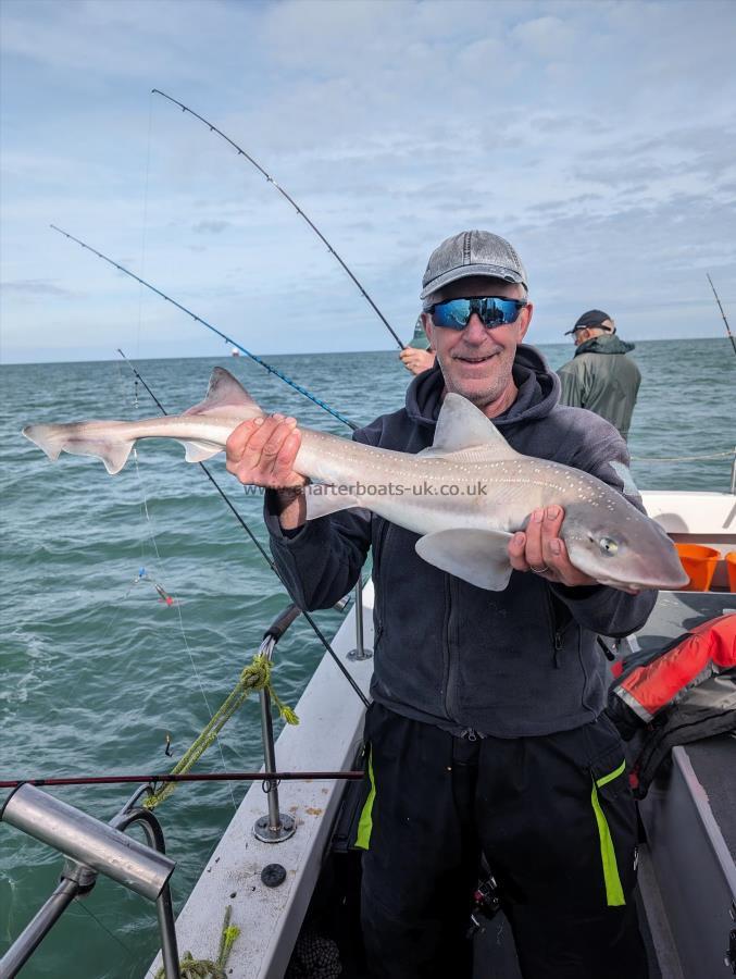 9 lb Starry Smooth-hound by Mick