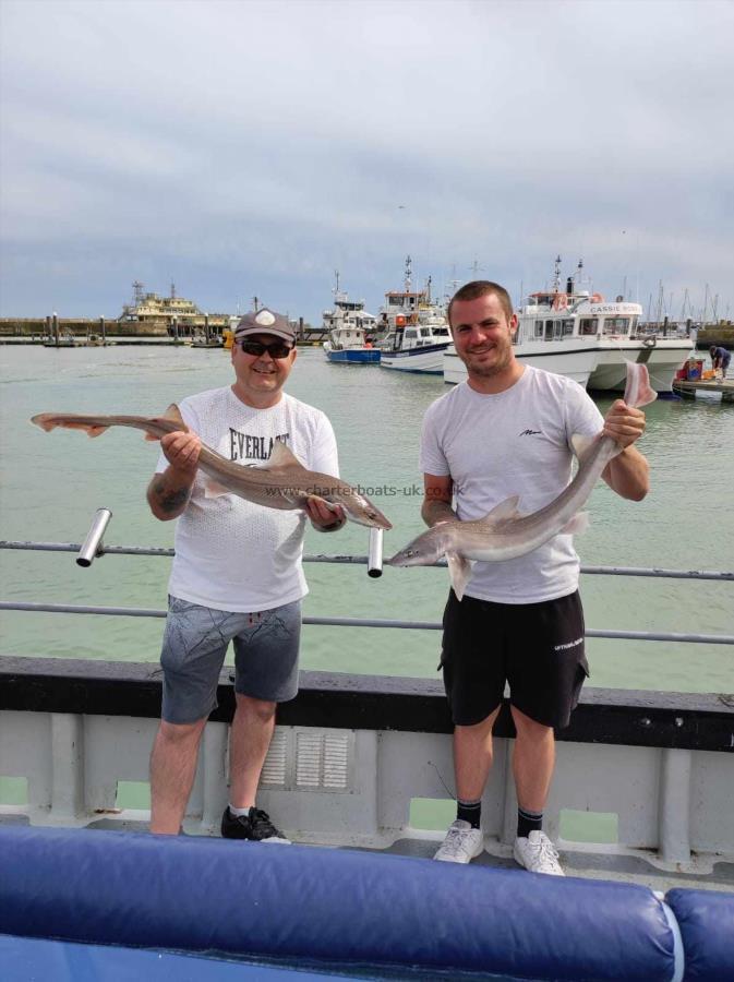 7 lb Smooth-hound by Unknown