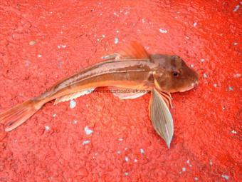 2 lb Red Gurnard by Unknown