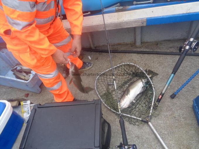 5 lb Pollock by catching them two at a time