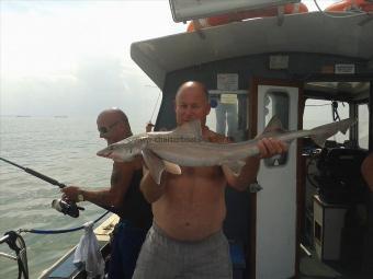 12 lb Smooth-hound (Common) by Shane Bone