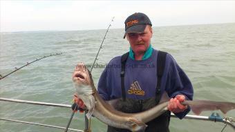 12 lb 8 oz Starry Smooth-hound by dave salter