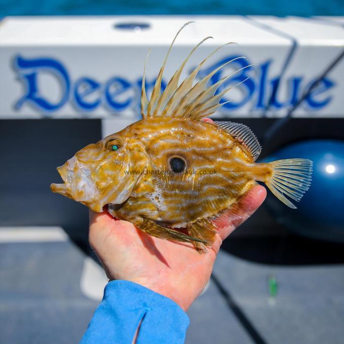 8 oz John Dory by Unknown