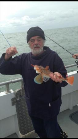 2 lb Tub Gurnard by Dennis