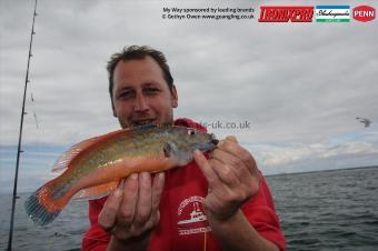 1 lb Cuckoo Wrasse by Mark