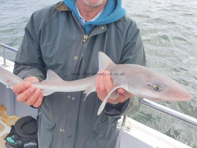 2 lb Starry Smooth-hound by Steve Hulse