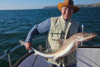 17 lb Starry Smooth-hound by Deano