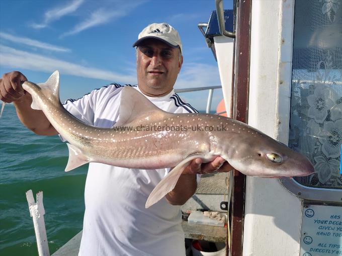 12 lb 5 oz Smooth-hound (Common) by Singh