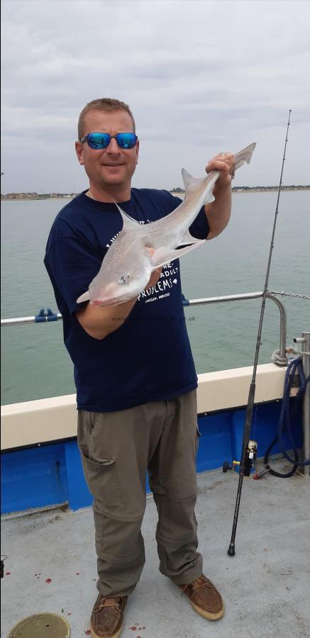 9 lb Starry Smooth-hound by Unknown