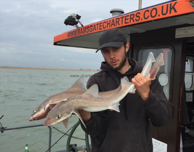 5 lb Starry Smooth-hound by Unknown