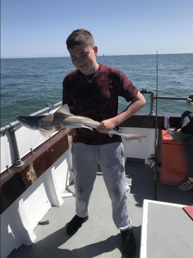 5 lb Smooth-hound by Unknown