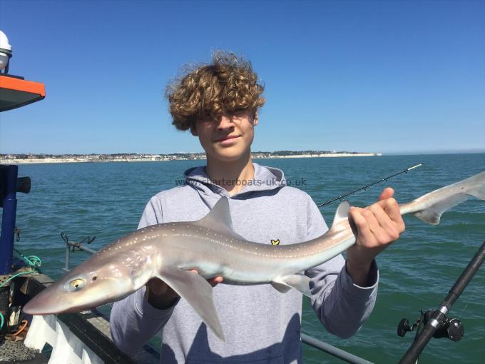 6 lb Smooth-hound by Unknown