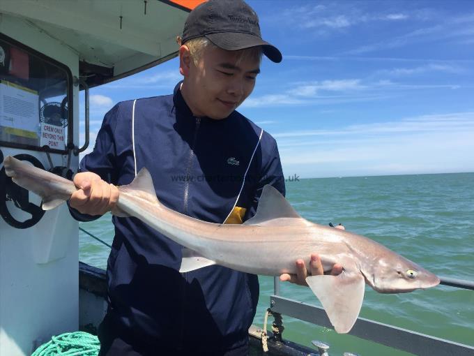 7 lb Smooth-hound (Common) by Unknown