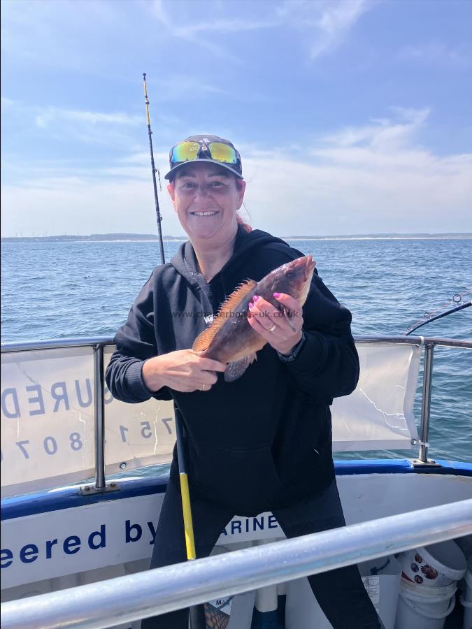 3 lb Ballan Wrasse by Unknown