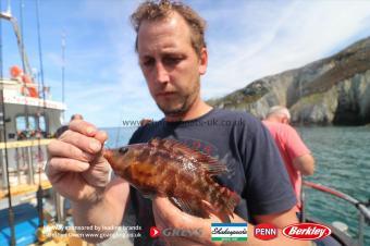 8 oz Corkwing Wrasse by Mark
