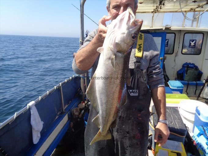 7 lb 7 oz Pollock by caught by martin