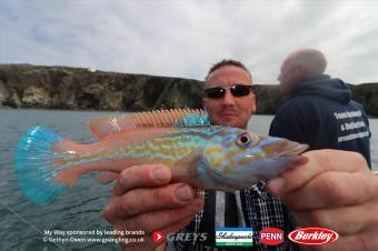 1 lb Cuckoo Wrasse by Nai