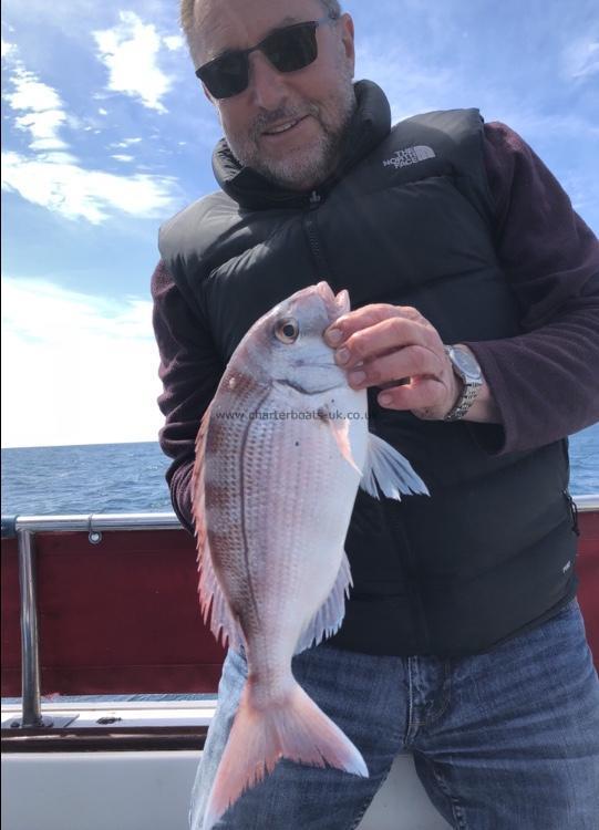 2 lb 14 oz Couch's Sea Bream by Unknown