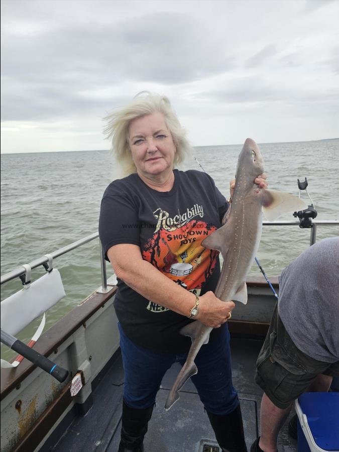 5 lb 6 oz Smooth-hound by Unknown