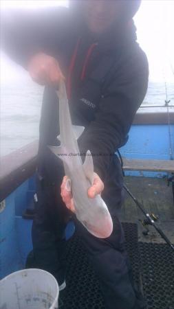 2 lb Smooth-hound (Common) by darren from deal
