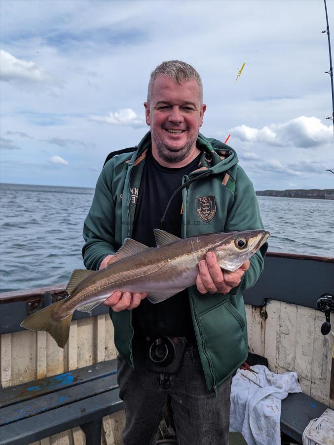 3 lb 6 oz Pollock by Unknown