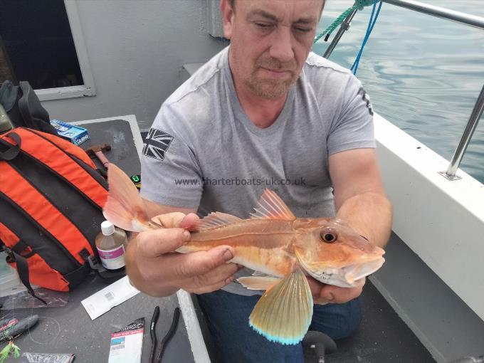 1 lb Tub Gurnard by Unknown