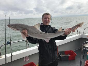 12 lb Starry Smooth-hound by Unknown