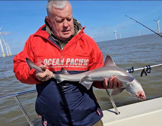 5 lb 2 oz Smooth-hound by Steve