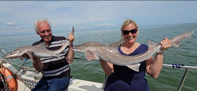 11 lb 6 oz Starry Smooth-hound by Karen