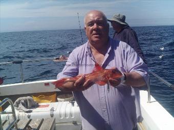 1 lb 4 oz Red Gurnard by Andy