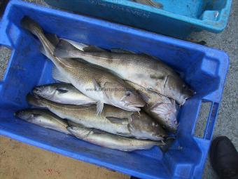 5 lb 3 oz Cod by nice fish pete