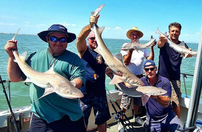 14 lb Starry Smooth-hound by Manny ( hectic action ,all fish returned )