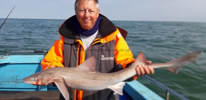 8 lb 5 oz Starry Smooth-hound by Steve