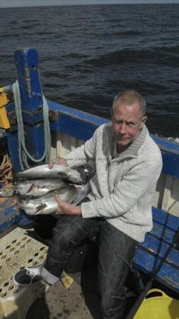 3 lb 8 oz Pollock by Chris