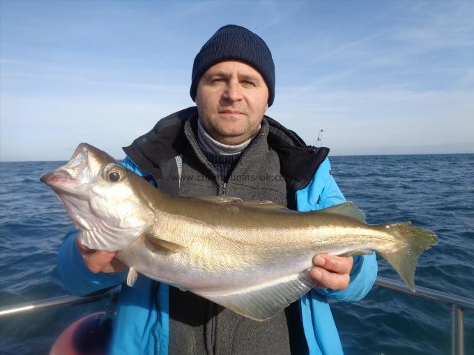7 lb Pollock by Tib