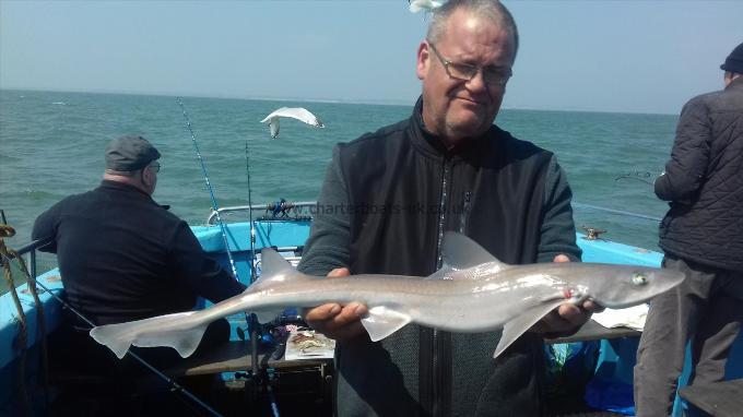 5 lb Starry Smooth-hound by Michael