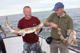 11 lb Bull Huss by Roy & Trevor