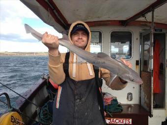 5 lb Smooth-hound by Tim